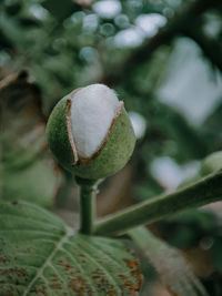 Close-up of fruit