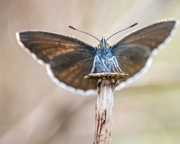 Close-up of butterfly