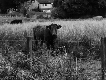 Cow standing on grassy field by fence