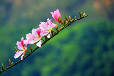 Close-up of pink flowers