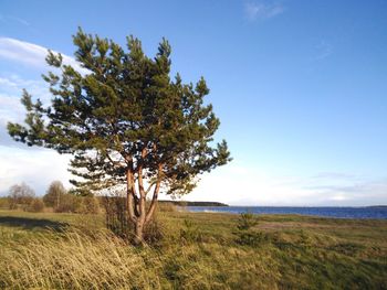 Tree on field against sky