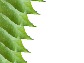 Close-up of leaves against white background