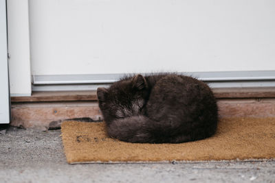 Cat sleeping on doormat at doorway