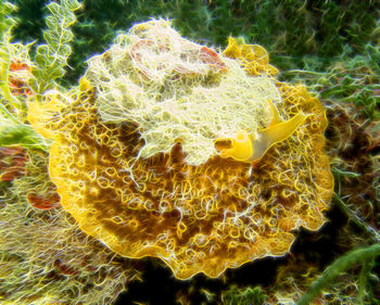 Close-up of yellow flower