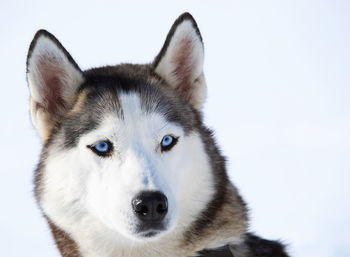 Portrait of dog on snow against sky