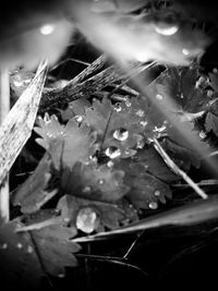 Close-up of plant with water