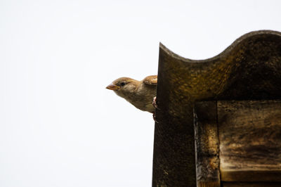 Low angle view of a bird on wood against clear sky