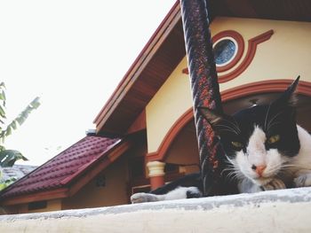 Portrait of cat sitting against house