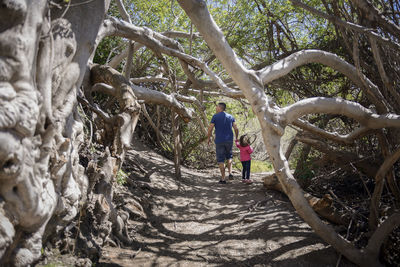 Rear view of father and daughter walking amidst trees in forest