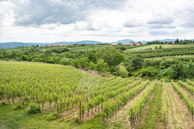 Scenic view of vineyard against sky