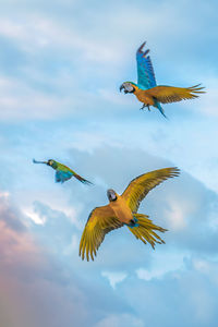 Low angle view of birds flying in sky