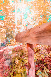 Close-up of multi colored tree in forest