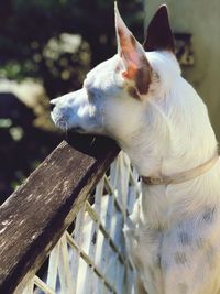 Close-up of dog by railing