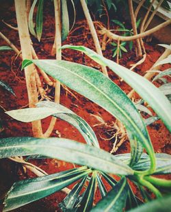 Close-up of plant