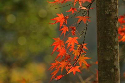 Close-up of leaves on branch