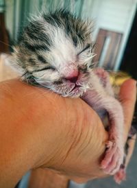 Cropped hand of person holding kitten at home
