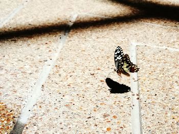 High angle view of bird perching on shadow