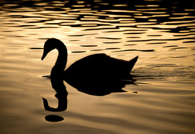 Silhouette duck swimming on lake during sunset