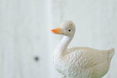 Close-up of a duck