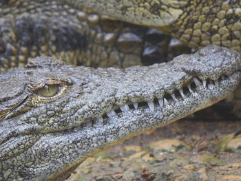 Close-up of crocodile