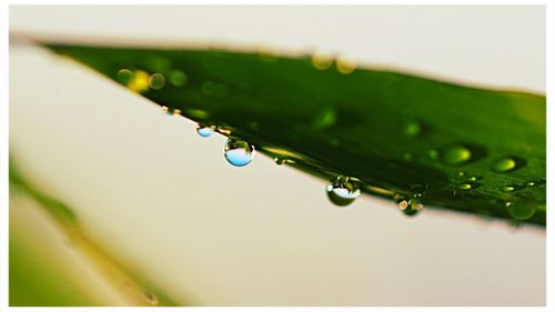 Close-up of water drops on leaf