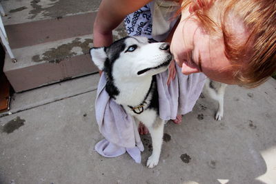 High angle view of woman cleaning siberian husky with towel in back yard