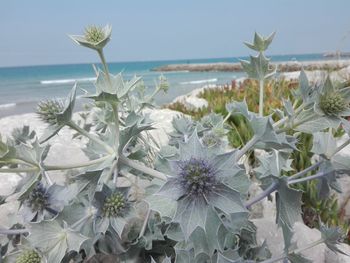 Close-up of flowering plant by sea against sky
