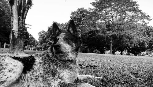 View of dog on field against trees