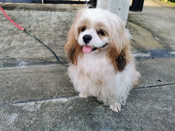 High angle view of dog on footpath