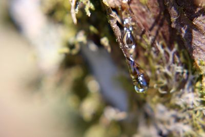 Close-up of water drops on plant