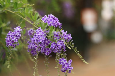 Close-up of purple flowering plant