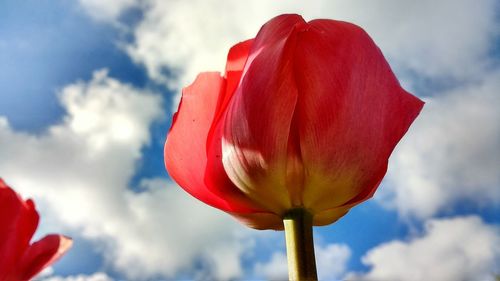 Close-up of red poppy against sky