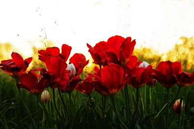 Close-up of red poppy flowers in field against sky