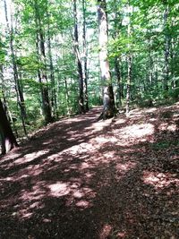 Trail amidst trees in forest