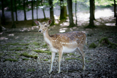 Portrait of deer in a forest