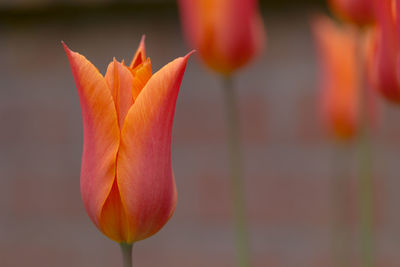 Close-up of orange flower blooming outdoors