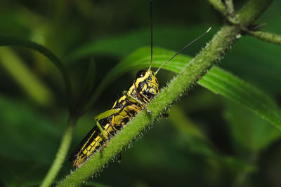 Close-up of insect on leaf