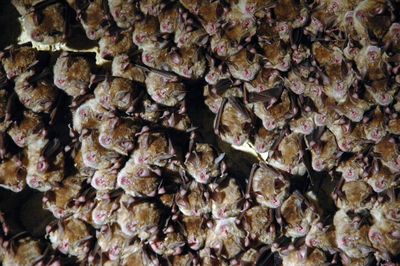 Colony of hanging bats in a cave. these flying mammals are using echolocation to navigate