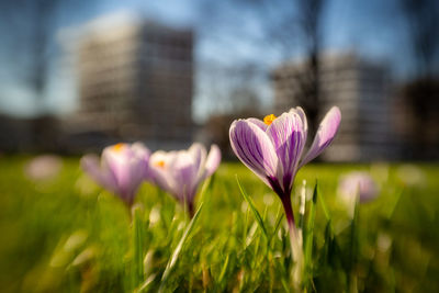 Close-up of purple crocus flowers on field