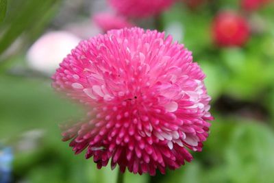 Close-up of pink flower blooming outdoors