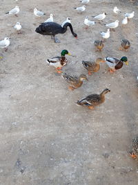 High angle view of birds in lake