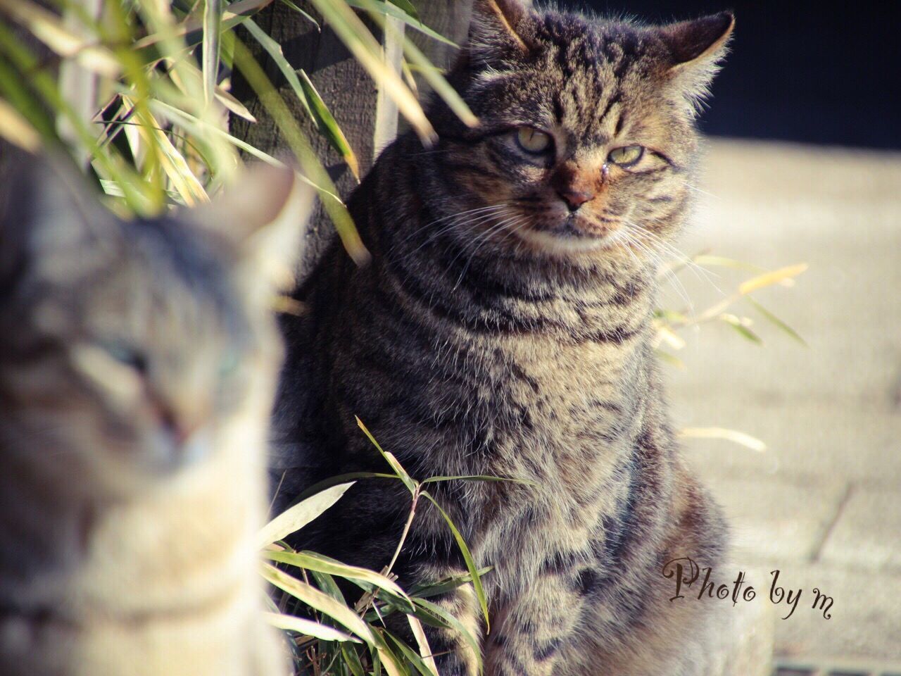 domestic cat, cat, feline, pets, domestic animals, animal themes, one animal, mammal, whisker, portrait, looking at camera, close-up, sitting, focus on foreground, alertness, plant, indoors, relaxation, staring