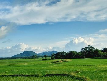 Scenic view of agricultural field against sky