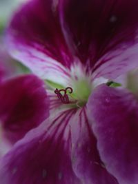 Close-up of pink flower