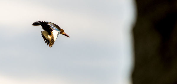 Low angle view of eagle flying in sky