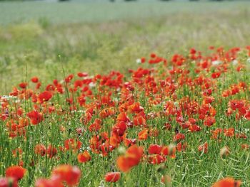 Red poppy flowers on field