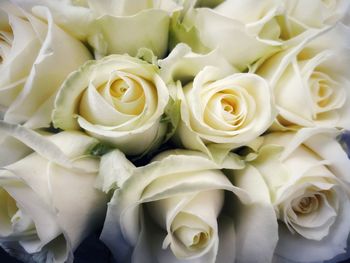 Close-up of white roses