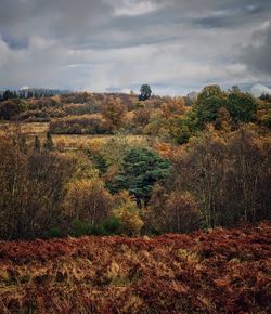 Trees on field against sky during autumn