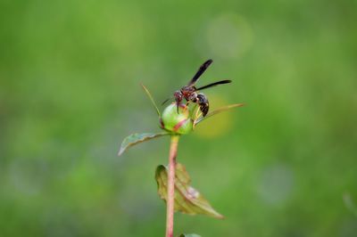 Close-up of insect on leaf