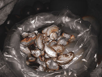 High angle view of fish in container